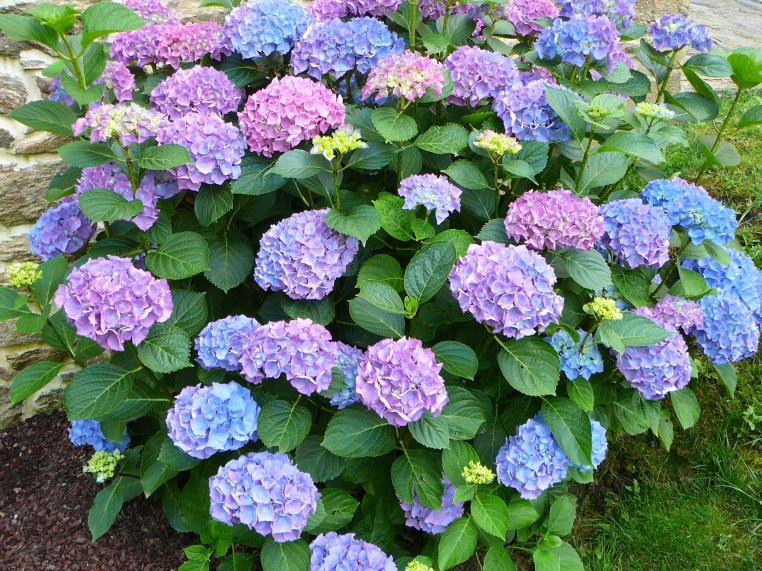 Jardín y hortensias