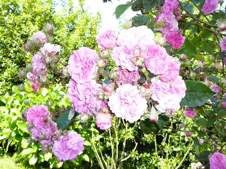 Jardín y rosas silvestres